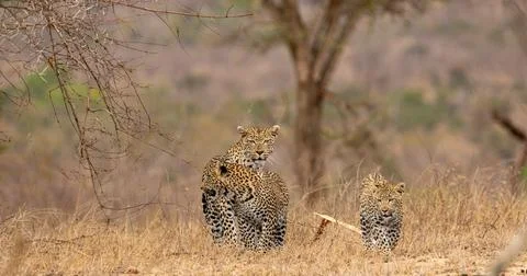A leopard, Panthera pardus, walking with her two cubs. Stock Photos