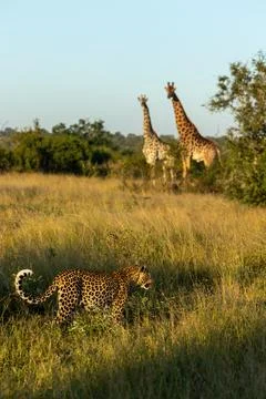 A leopard, Panthera pardus, walking past two giraffes, Giraffa. Foto stock