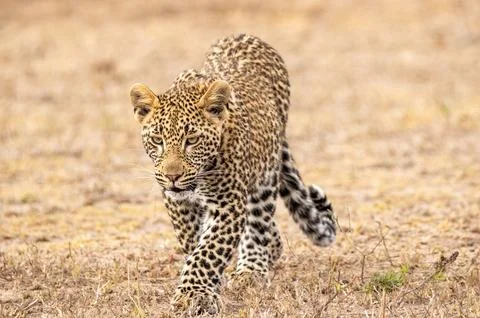 Leopard, Panthera pardus, walking through grass, close-up. Stock Photos