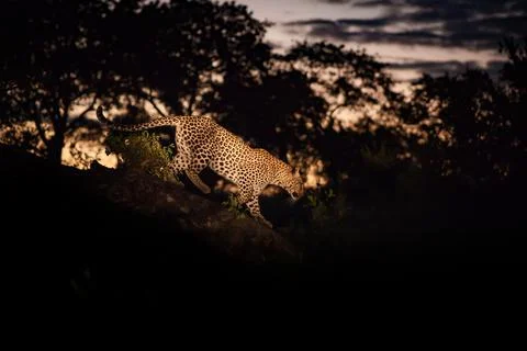 A leopard, Panthera pardus, walks down a log at sunset, lit up by a spotlight Foto stock