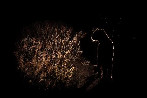 A leopard, Panthera pardus, walks through long seeding grass at night, lit up Foto stock