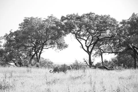 A leopard, Panthera pardus, walks through a clearning, big trees in backgroun Foto stock