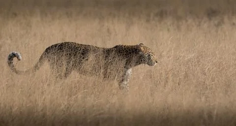 A leopard, Panthera pardus, walks through dry long grass, tail curled up Stock Photos
