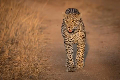 A leopard, Panthera pardus, walks towards the camera on dust road, looking ou Stock Photos