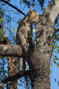 Leopard, Panthera pardus, a young cub in a tree. Stock Photos