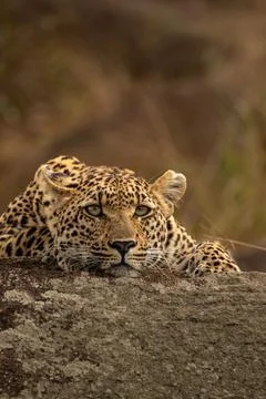 Leopard, Panthera pardus, young female leopard lying on a boulder. Stock Photos