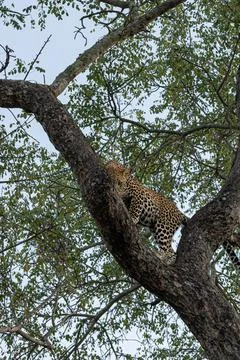 Leopard, Panthera pardus, Young leopard peering from behind a thick tree tr.. Foto stock