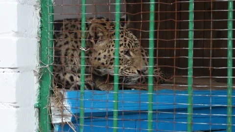 Leopard (Panthera pardus) in Zoo Cage. Endangered and Threatened Species of Asia Stock Footage 150899733