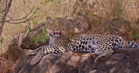 A Leopard panting on rock in dry savannah grassland Stock Footage 310972284