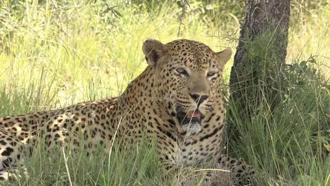 Leopard panting in short grass Stock Footage 98158800