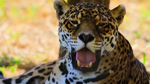Leopard pants and licks face summer heat Video stock 94769587