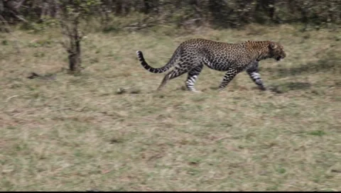 Leopard Passes Left to Right Stock Footage 8599413