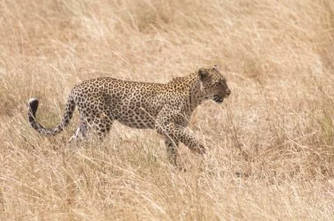 Leopard on patrol 写真素材