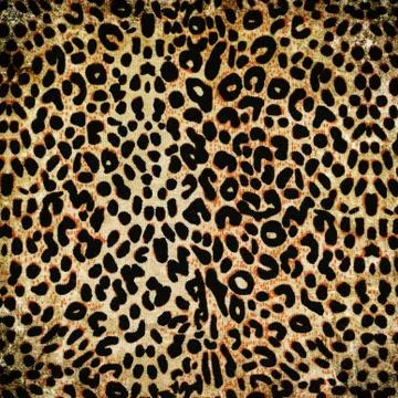 Leopard pattern Stock Photos