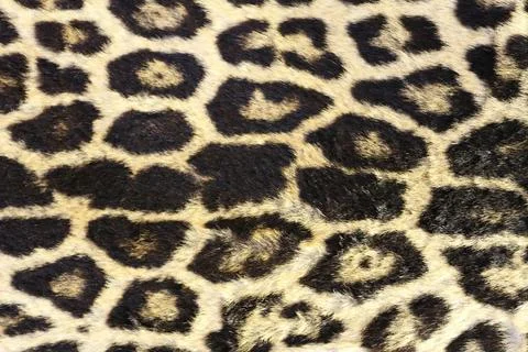 Leopard pattern, real texture, animal close up background Stock-Fotos