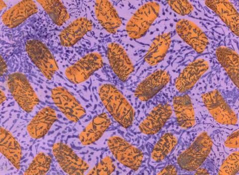 Leopard pattern. Seamless print. Realistic animal texture. Black and yellow s Stock Illustration