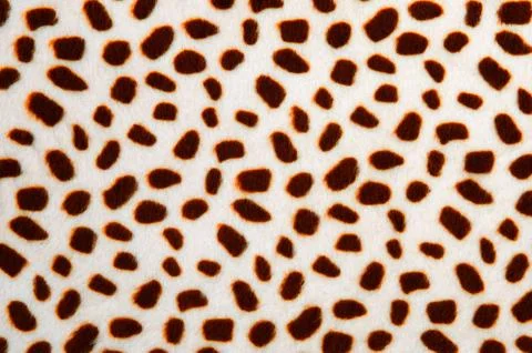 Leopard pattern texture Stock Photos