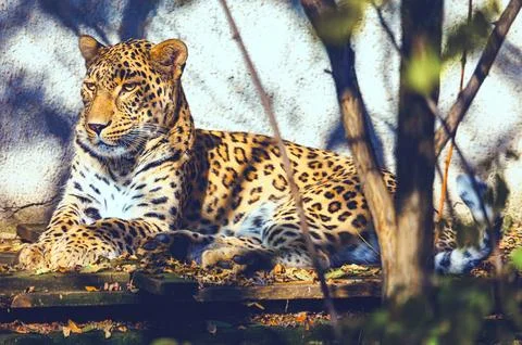 Leopard with a patterned coat Stock Photos