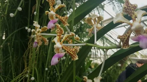 Leopard patterned orchid inside Berlin botanical gardens, man in background Stockbeeldmateriaal 76498795