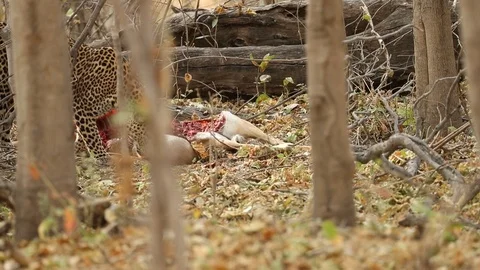 Leopard pawing ground in attempt to cover carcass Stock Footage 119279546