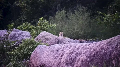 Leopard peacefully sitting on top of a rock and looking at us Stock Footage 257886437