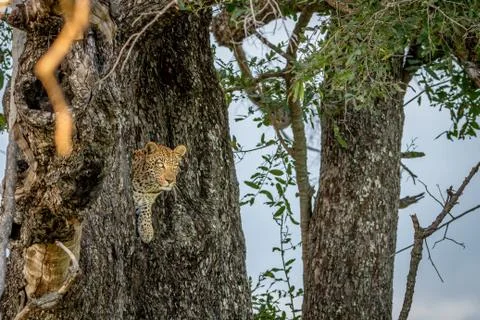 Leopard peeking out of a hole in a tree. Foto stock