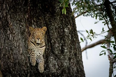 Leopard peeking out of a hole in a tree. Stock Photos