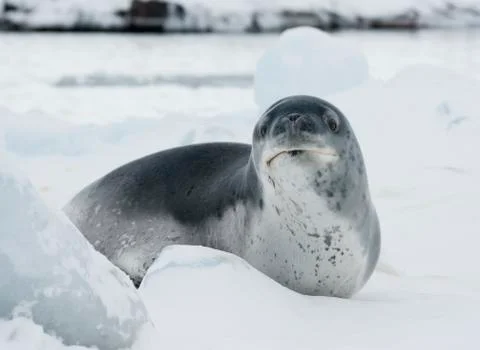 The leopard peeking through the ice. Stock Photos