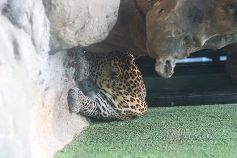 Leopard peeks out from a rocky cavity onto a patch of green ground, its spott Foto stock