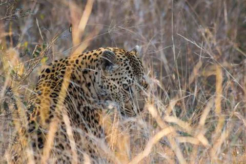 Leopard peeping through long grass Stock Photos