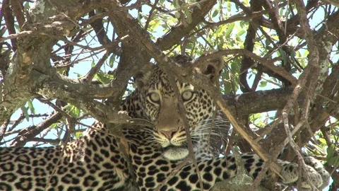 A leopard peeps from a hidden spot in a tree Stock Footage 98593777