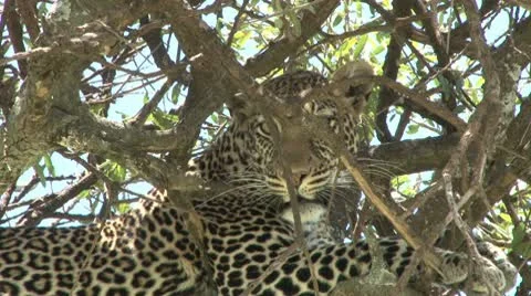 Leopard peeps from a hiding Stock Footage 8982793