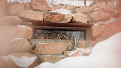 Leopard peers cautiously. Snowy mountain setting reveals hidden feline gaze Stock Footage 338985886