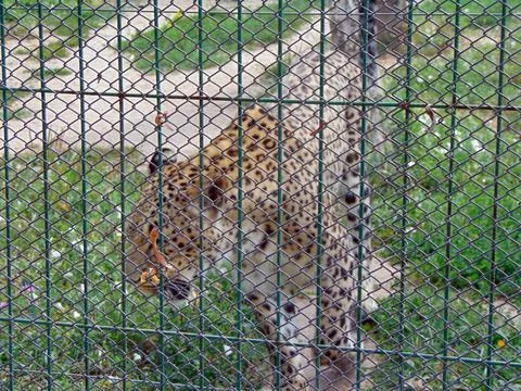 Leopard in a pen at zoo Stock Photos