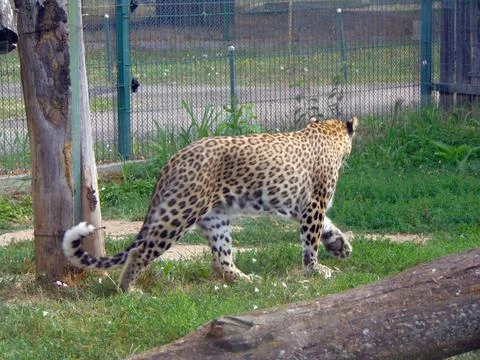 Leopard in a pen at zoo Fotos Stock