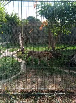 Leopard in a pen at zoo 写真素材