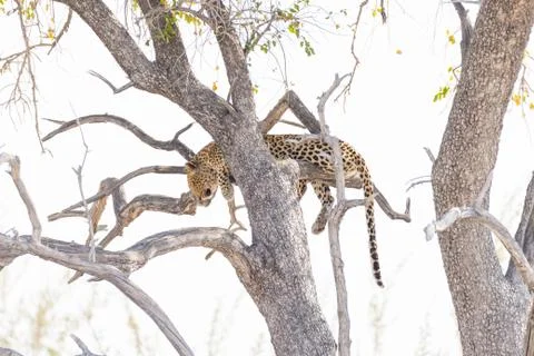 Leopard perching from Acacia tree branch against white sky. Wildlife safari i Foto stock