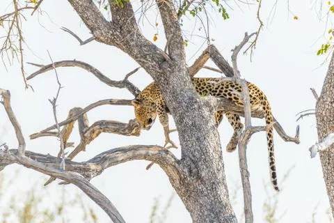 Leopard perching from Acacia tree branch against white sky. Wildlife safari i Stock Photos