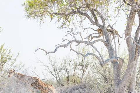 Leopard perching on Acacia tree branch against white sky. Giraffe walking und Foto stock