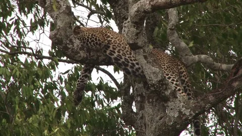 A leopard perfectly camouflaged sleeping on a tree Stock Footage 80949706