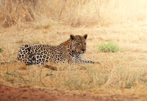 Leopard Stock Photos