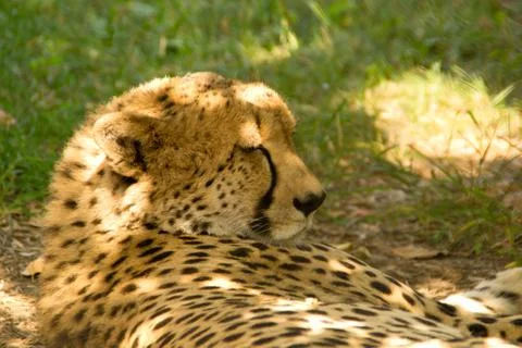 Leopard Stock Photos