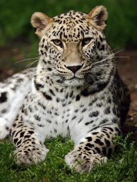 Leopard Stock Photos