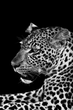 Leopard Stock Photos