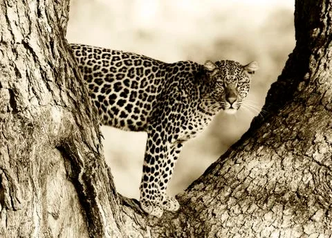 Leopard Stock Photos