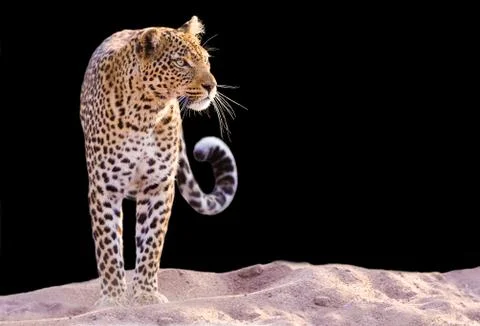 Leopard Stock Photos