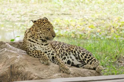 Leopard Stock Photos