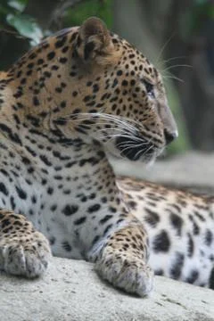 Leopard Stock Photos