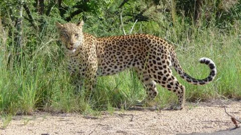 Leopard Stock Photos