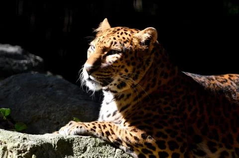 Leopard Stock Photos